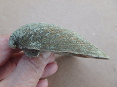 Ellipsaria lineolata