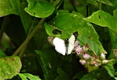 Heliopetes alana