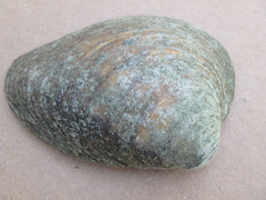 Ellipsaria lineolata