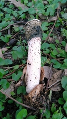 Itajahya galericulata