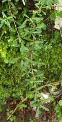 Coprosma cuneata