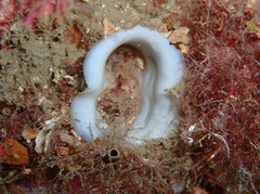 Bryopa aperta