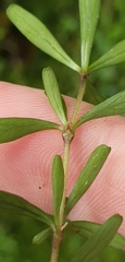 Coprosma cuneata
