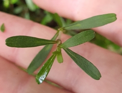Coprosma cuneata