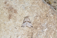 Zebeeba falsalis