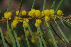 Acacia simsii