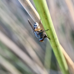 Pygophora apicalis