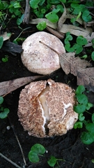 Itajahya galericulata