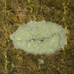 Lecanora barkmaniana