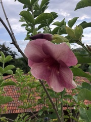 Allamanda blanchetii