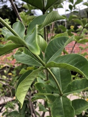 Allamanda blanchetii