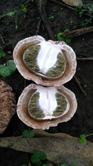 Itajahya galericulata