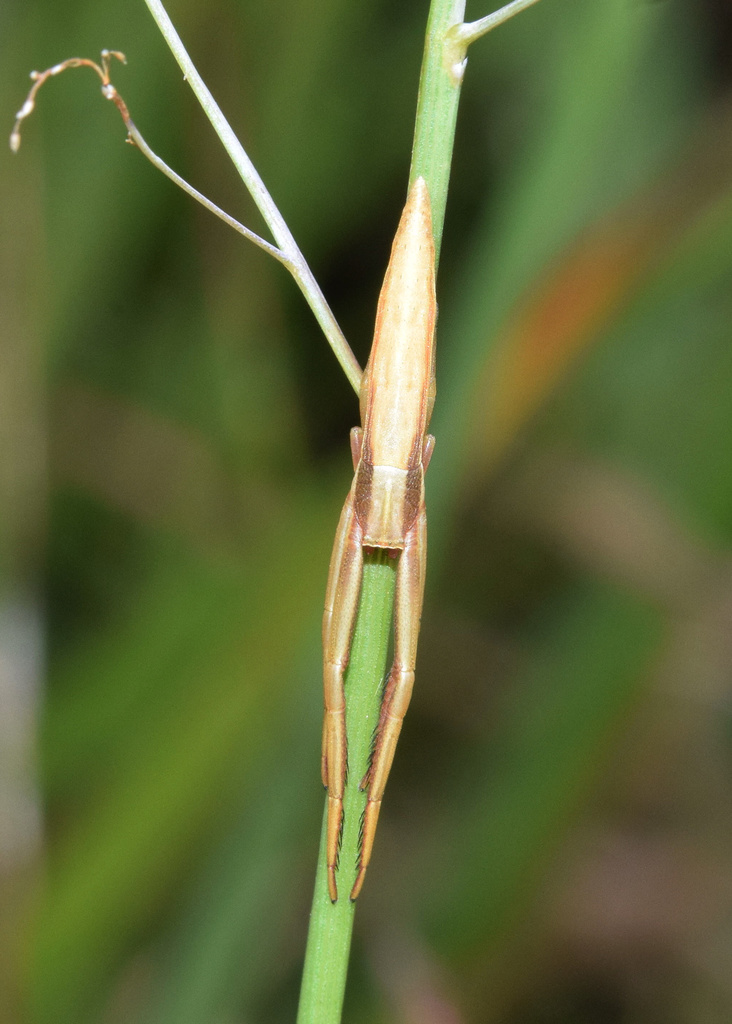 Runcinia johnstoni