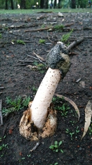 Itajahya galericulata