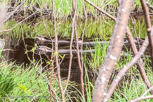 North American River Otter photographed in Michigan