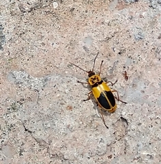 Coleoptera