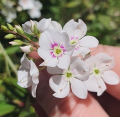 Veronica catarractae