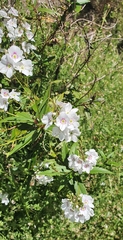 Veronica catarractae