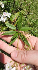 Veronica catarractae