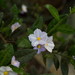 Solanum havanense - Photo (c) Christian Pirkl, algunos derechos reservados (CC BY-SA)