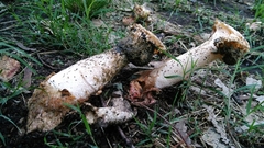 Itajahya galericulata