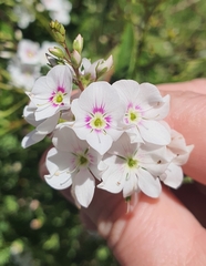 Veronica catarractae