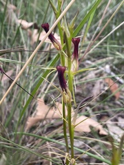 Cryptostylis hunteriana