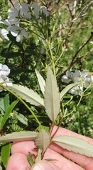 Veronica catarractae