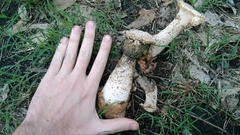 Itajahya galericulata