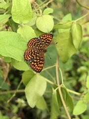 Antillea pelops