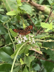Antillea pelops