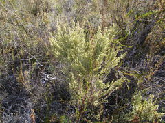 Erica leucopelta