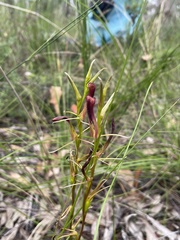 Cryptostylis hunteriana