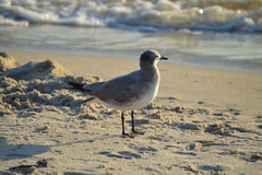 Leucophaeus atricilla