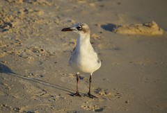 Leucophaeus atricilla