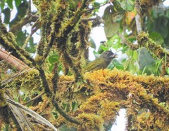 Chlorothraupis stolzmanni