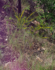 Acacia simsii
