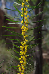 Acacia simsii