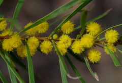 Acacia simsii