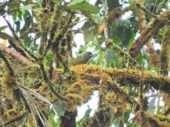 Chlorothraupis stolzmanni