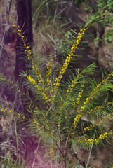 Acacia simsii