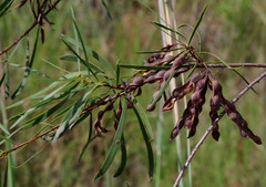 Acacia simsii