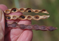Acacia simsii