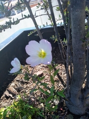 Oenothera speciosa