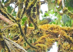 Chlorothraupis stolzmanni