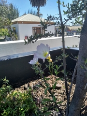 Oenothera speciosa