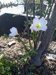 Oenothera speciosa