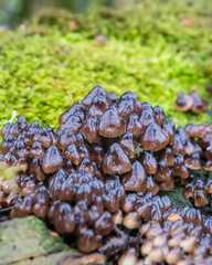 Mycena tintinnabulum