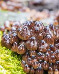 Mycena tintinnabulum