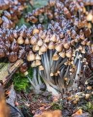 Mycena tintinnabulum